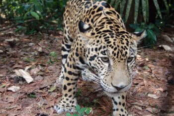 The Rio Platano Biosphere Reserve is home to wildlife like jaguar. Photo credit: Rhett A. Butler.
