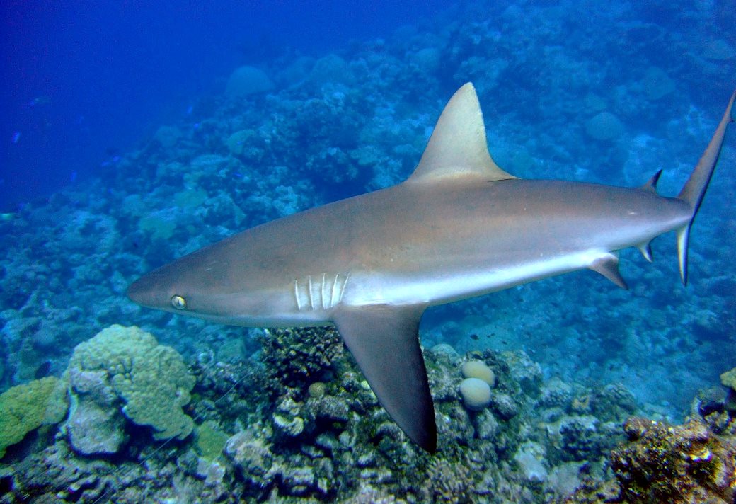 A gray reef shark. in one study, 8 of 15 satellite tagged sharks were suspected of being illegally fished from within a shark sanctuary. 