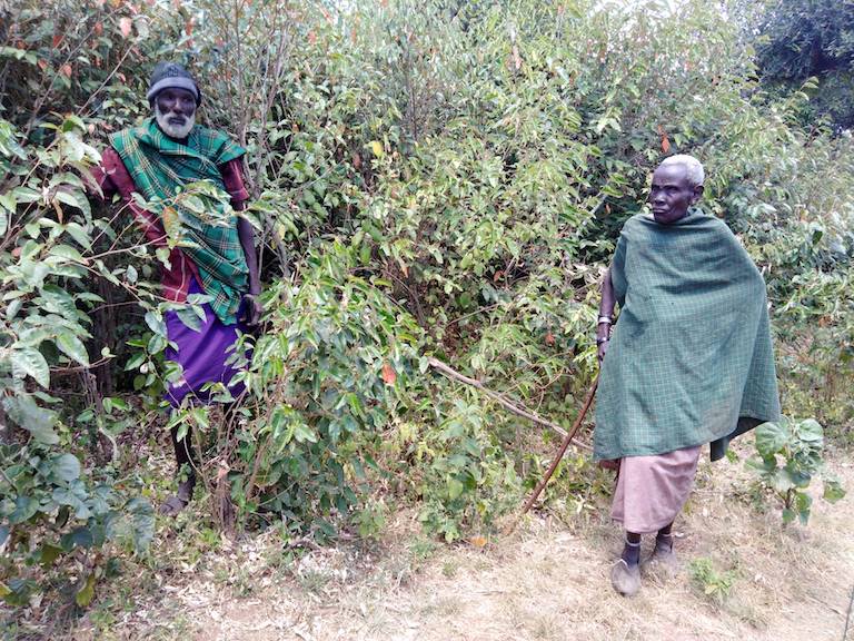 Yiaku elders Moses Litiku (left) and Naisimari Lentula (right) walk in Mukogodo Forest. Image by Shadrack Kavilu for Mongabay.