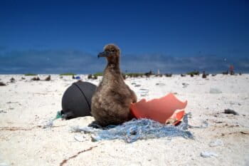 A Laysan Albatross chick rests on a small derelict fishing net. Photo courtesy of NOAA.