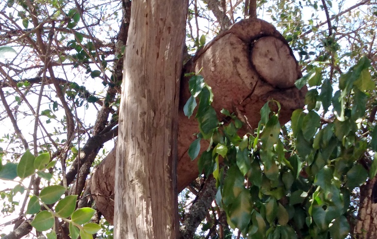 A traditional Yiaku beehive. Image by Shadrack Kavilu for Mongabay.