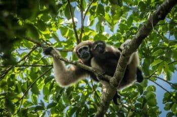 Western hoolock gibbon. Image credit: Scott Trageser Photography/Creative Conservation Alliance.