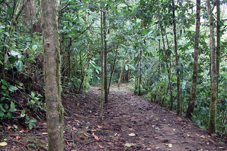 A trail through secondary forest at the Las Cruces Biological Station in southern Costa Rica. Photo by J. Leighton Reid.