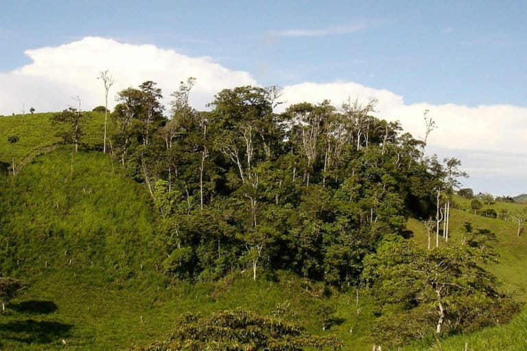 An isolated forest fragment surrounded by cattle pastures in southern Costa Rica. Photo by J. Leighton Reid.