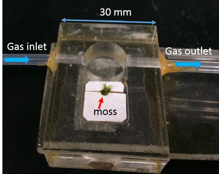 Moss in the detection chamber without the webcam attached. Courtesy of Xingcai Qin