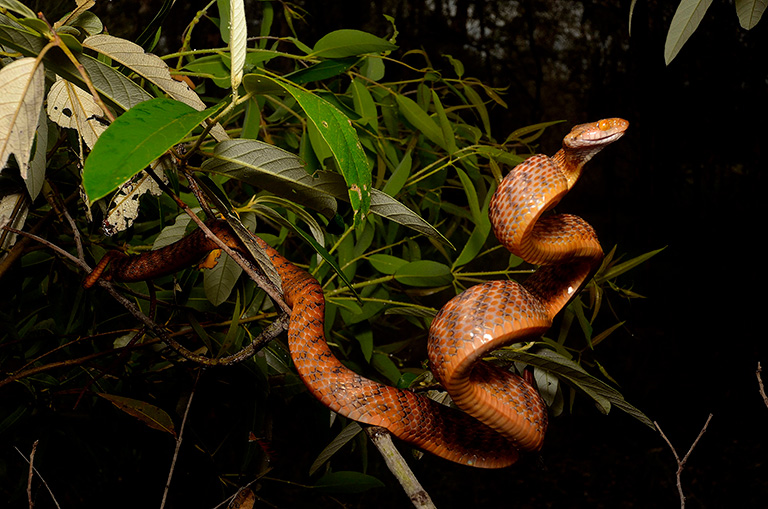 The brown tree snake is an adept climber and often inhabits trees and shrubs. Photo courtesy of Bryan Fry. 