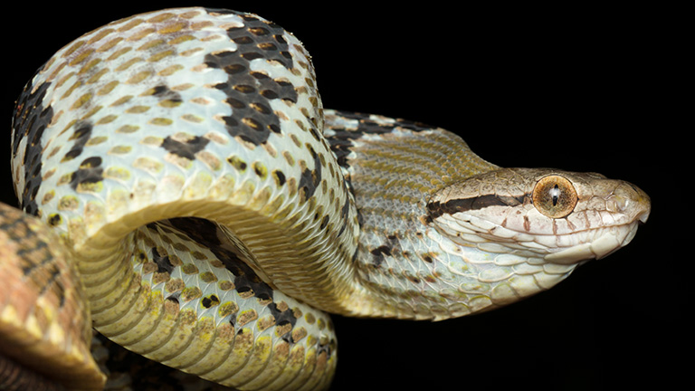 The dog-toothed cat snake (Boiga cynodon) is found primarily in Thailand, Indonesia, Singapore and the Philippines. Photo courtesy of Zleng, Flickr.