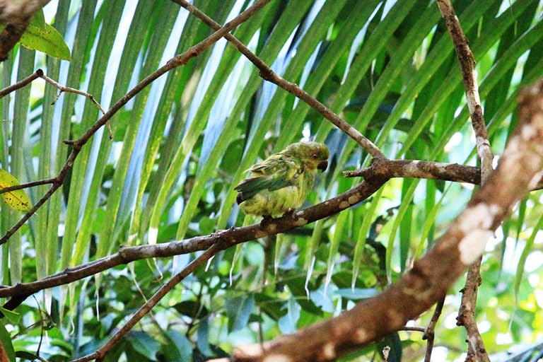 BFDV-infected Mauritius parakeet. Photo courtesy of Deborah Fogell/University of Kent