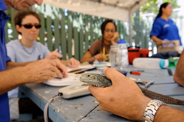 Many people and animals depend on successful, continual conservation programs, but when these occasionally fail, the question is what can be learned from that before new or similar programs are begun. Image courtesy of Julie Larsen Maher / WCS.