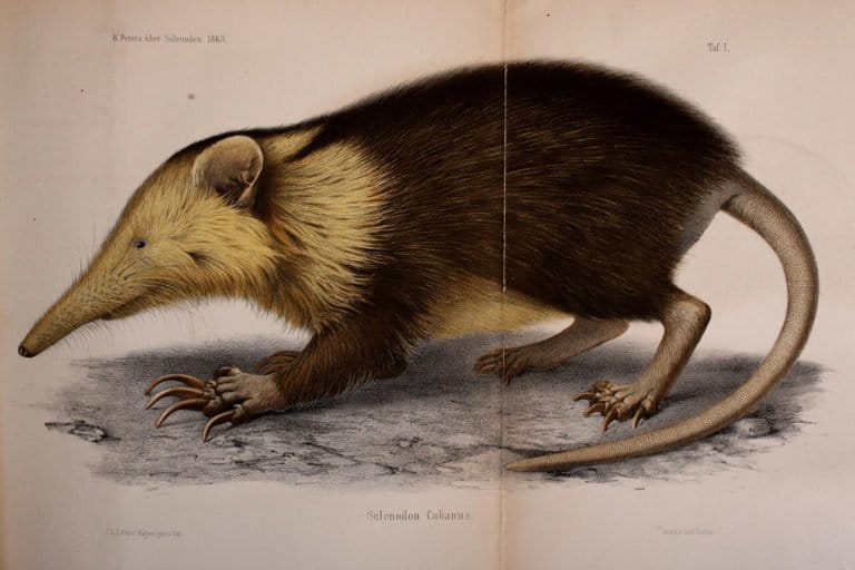 The Cuban solenodon (Atopogale cubana) is one of the last surviving species of a group of ancient mammals that lived alongside dinosaurs about 76 million years ago. The Cuban solenodon represents 22 million years of unique evolution in the mammal tree of life. Image courtesy of Wikimedia commons.  