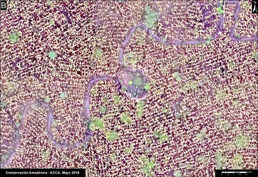 Forest cleared and replaced by a corn field in Madre de Dios.