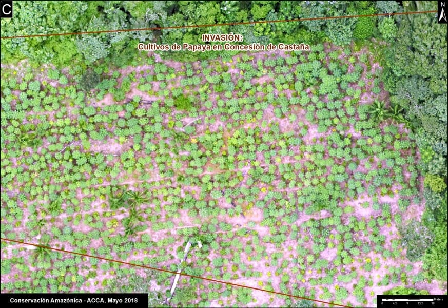 An illegal papaya plantation within a Brazil nut concession, as seen from above. 