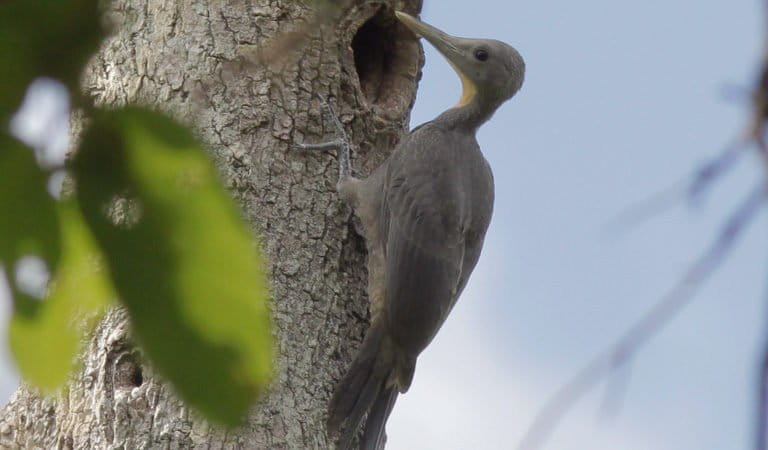 photo of Dam drove ‘collapse’ of rainforest bird populations in Thailand image