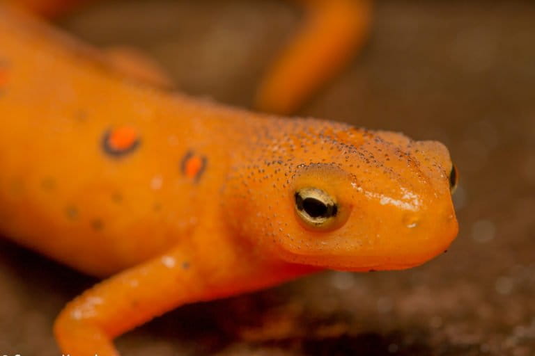 orange salamander poisonous