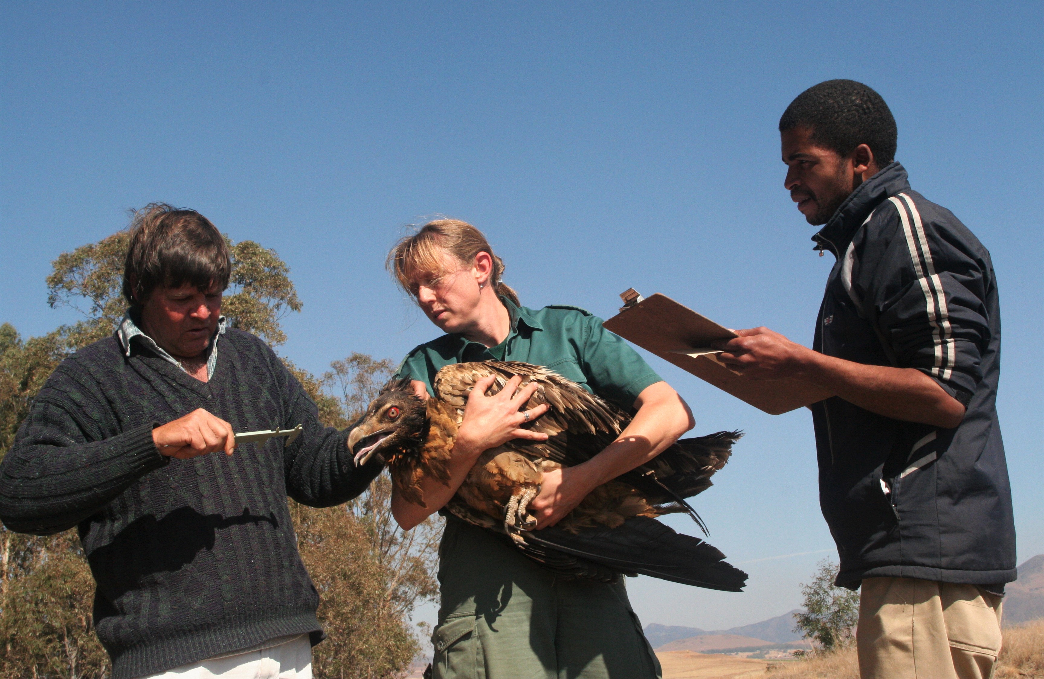 Sonja Krüger and the project team takes measurements before fitting each bird with a backpack GPS transmitter. 