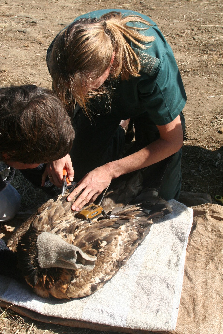 Krüger fits a backpack GPS transmitter on a vulture. Covering the bird's eyes calms it down as the miniature harness is put in place