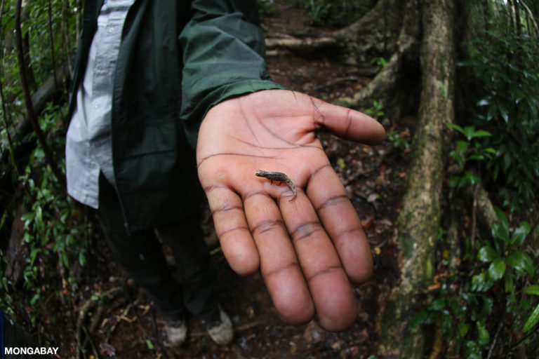 Brookesia chameleon in the rainforest of Madagascar's Masoala Peninsula. Photo by Rhett A. Butler.