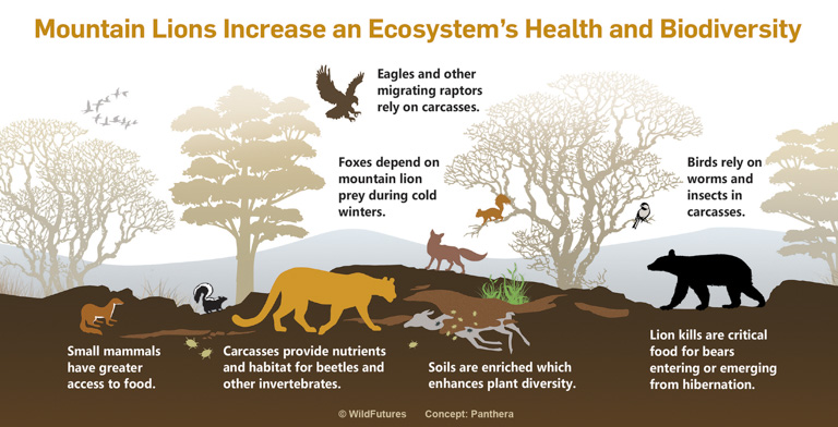 Pumas engineer their environment, providing habitat for other species