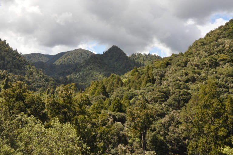 Rimu trees (Dacrydium cupressinum), a native member of the coniferous Podocarpaceae family that the Ruatāhuna community is trying to restore, emerge through the forest canopy dominated by tawa (Beilschmiedia tawa). Image by Monica Evans for Mongabay.