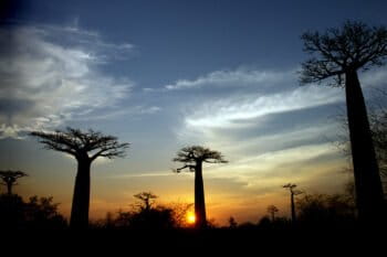 Baobab trees in Western Madagascar.