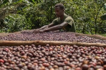 1. Adbul Kadeem inspecting drying coffee outside of his house in Manyate Village on the outskirts of Harenna Forest. Photo by Nathan Siegel for Mongabay.