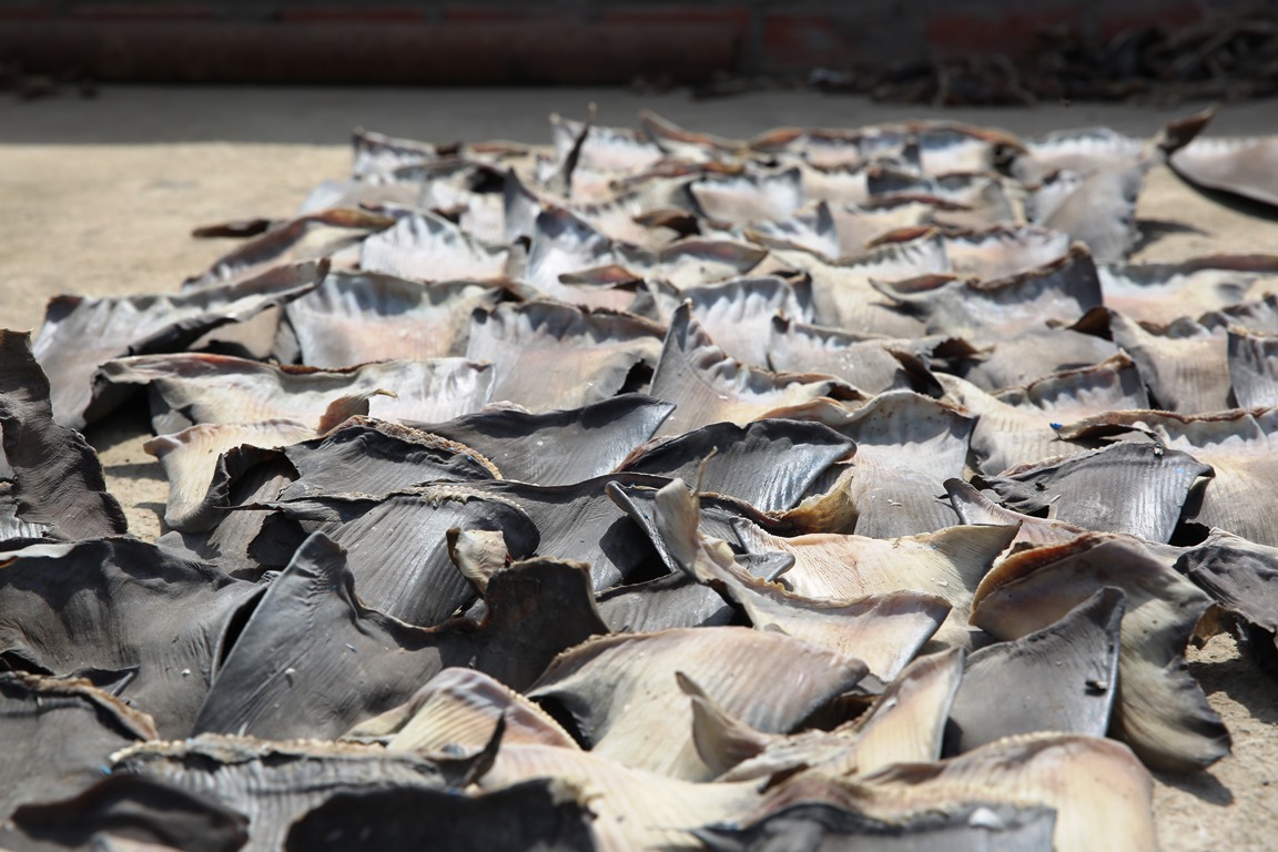 Shark fins drying on the rooftop of a trader in Peru. Some 100 million sharks are killed each year for their fins. 