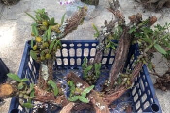Wild orchids still attached to tree branches, for sale in a street market in China. Photo courtesy Amy Hinsley.