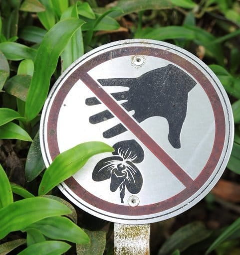 A sign at Kadoorie Farm and Botanical Gardens in Hong Kong, which works to conserve several species that are important in trade. Collecting wild orchids is against the law in many countries, but the illegal trade persists." Photo courtesy Amy Hinsley.