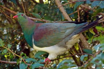 A kererū (native woodpigeon, Hemiphaga novaeseelandiae). The birds are culturally and ecologically important for Tūhoe. Image by Bernard Spragg. NZ via Flickr.