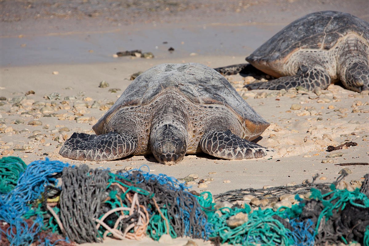 Plastic pollution threatens sea turtles such as these green sea turtles, which accidentally or intentionally ingest litter that washes into the ocean, mistaking the trash as jellyfish or other prey items. 