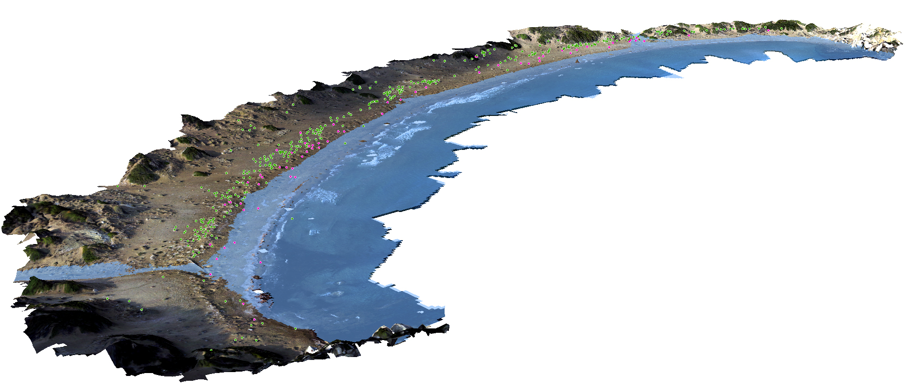 By stitching drone photos together through a process called photogrammetry, the researchers built 3D models of the coastline below. Green dots mark green turtle nests, pink dots mark loggerhead turtle nests.