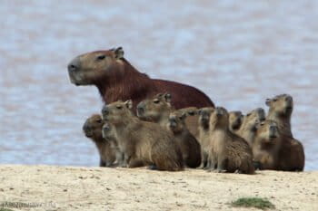 Capybaras, Colombia. Image by Rhett Butler for Mongabay