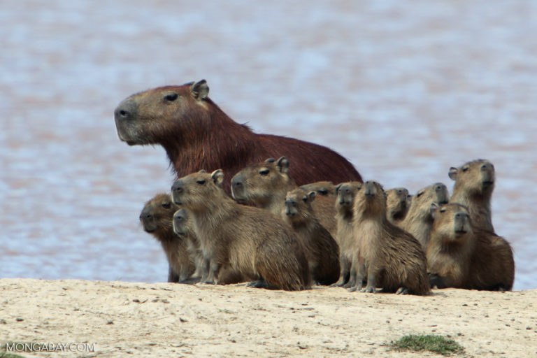 カピバラ、コロンビア。 Mongabay の Rhett Butler による画像