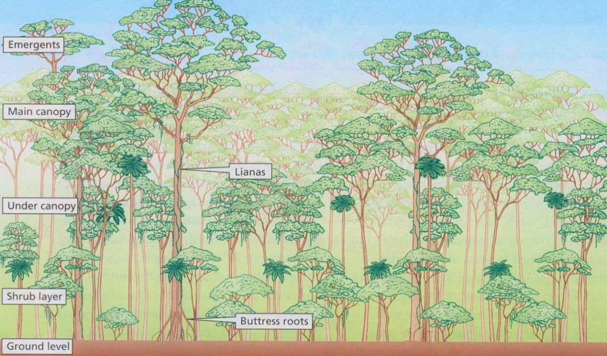 Powerful lidar sensors, such as those mounted on GEDI, can record layers of vegetation structure even in dense tropical rainforests.