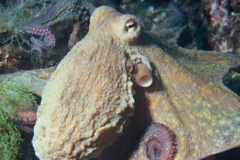 A common octopus (Octopus vulgaris). Photo via Wikimedia Commons.