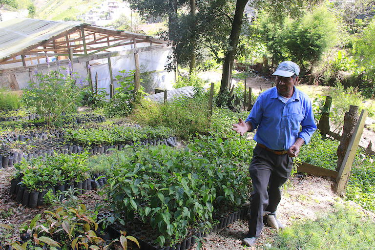 Marcelino Aguilar shows off Concepción Chiquirichapa’s nursery, where the town grows trees for its reforestation program on Siete Orejas mountain. He says the town intends to plant 30,000 trees in 2019 and to provide seeds for other towns’ reforestation projects. Image by Jorge Rodríguez for Mongabay. Afforestation
