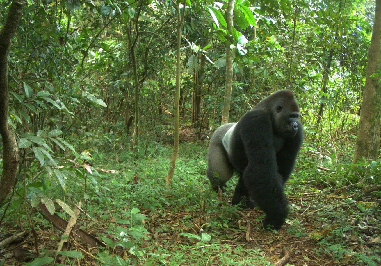 For the world's rarest gorillas, a troubled sanctuary