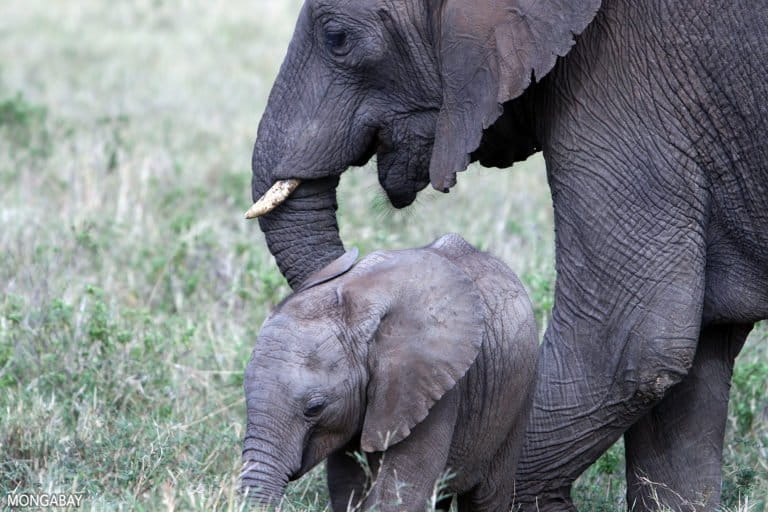 Elephants in Kenya.