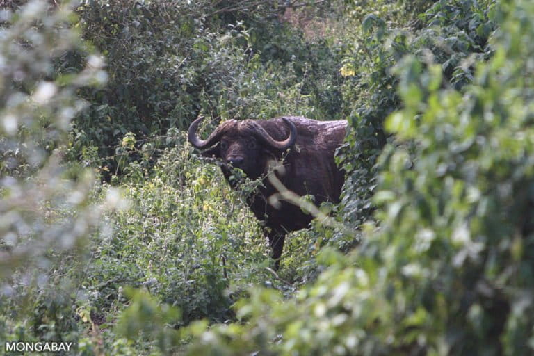 Buffalo in Loita forest shortly before the elephant encounter.