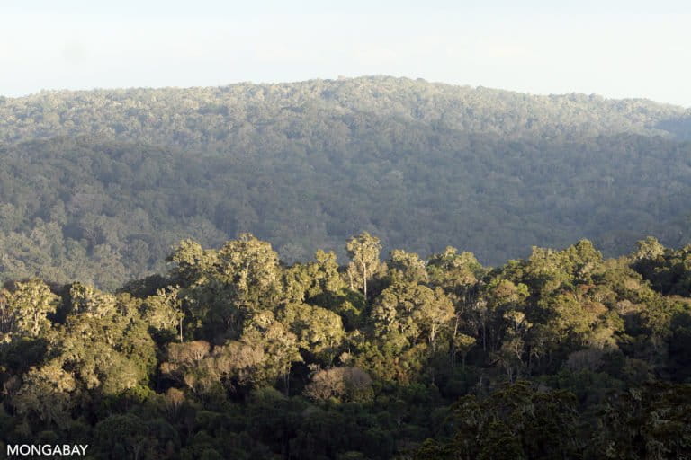 Tropical forest of the Loita Hills in Kenya