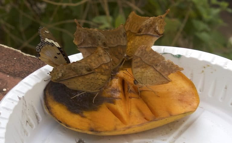 A common blue charaxes (Charaxes tiridates) feeds with other butterflies on a ripe mango at the Mombasa Butterfly House in Mombasa. Image by Janet Njung’e for Mongabay.