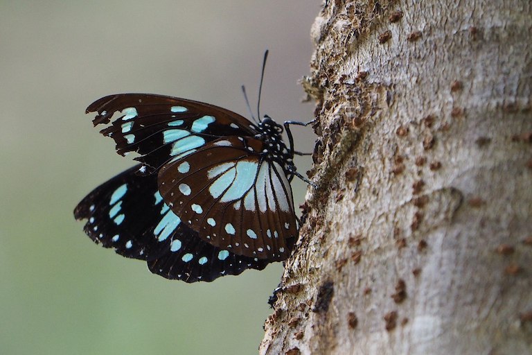 A forest queen (Euxanthe wakefieldi), a species raised by Kipepeo Butterfly Project farmers, in Tanzania. Image by Haplochromis via Wikimedia Commons (CC BY-SA 4.0).