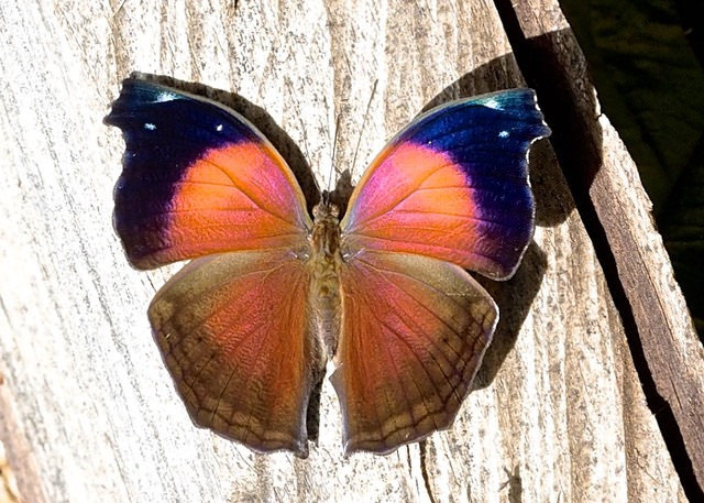 A lilac mother-of-pearl (Salamis cacta), a species available through Kipepeo Butterfly Project, in Ghana. Image by pamsai via Flickr (CC BY-SA 2.0).