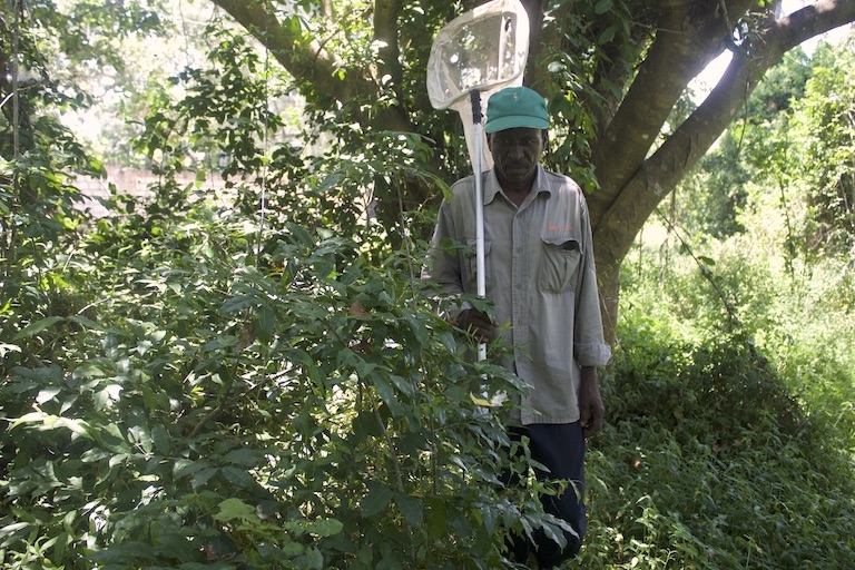 Hillary Thoya hunts butterflies in the Arabuko-Sokoke Forest Reserve. Image by Janet Njung’e for Mongabay.