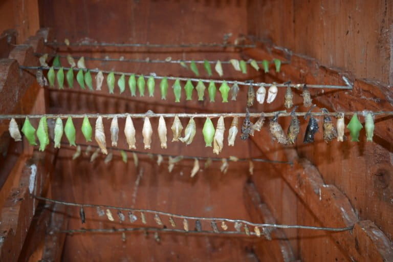 Butterfly pupae in a cage at the Mombasa Butterfly House in Mombasa. Image by Janet Njung’e for Mongabay.