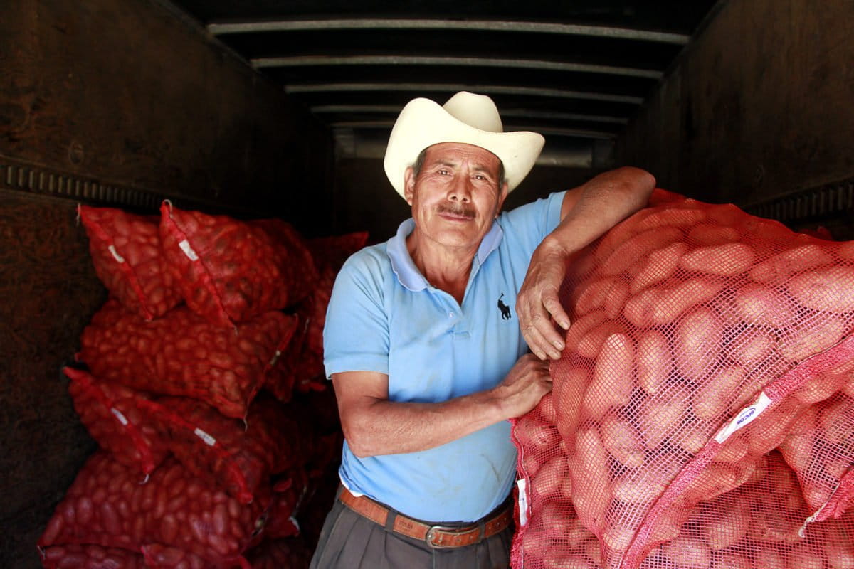 Toribio Cabrera, a potato farmer in Concepción Chiquirichapa, Guatemala. Like most of his coleagues, Cabrera attributes the success of the local potato harvest to the use of leaf litter from the forest as a fertilizer. Image by Jorge Rodríguez for Mongabay.