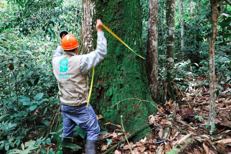 Various types of logging permits are used to launder timber. Photo courtesy of OSINFOR.