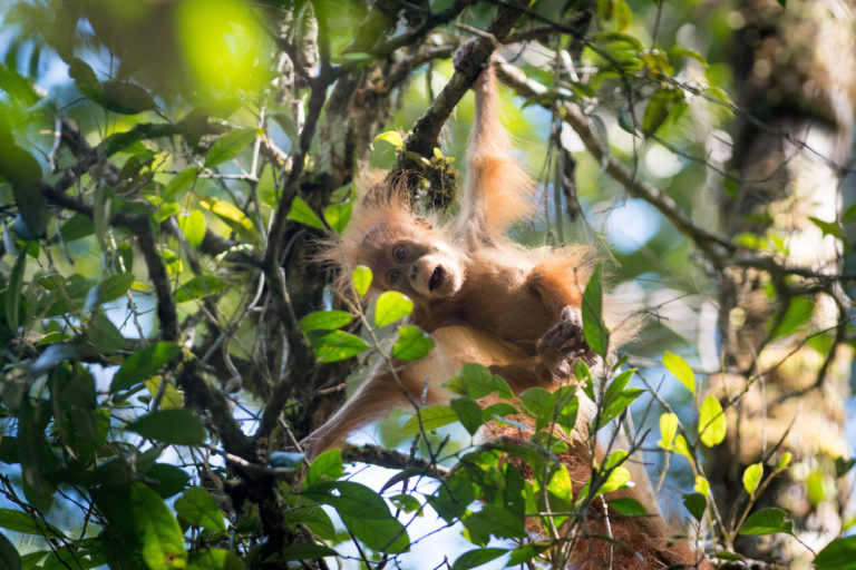 Bid to mitigate gold mine’s impact on orangutans hit by stonewalling, data secrecy