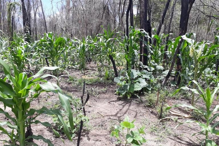 Corn sprouts at an illegal plantation inside Menabe Antimena’s core conservation zone. Image courtesy of Durrell Wildlife Conservation Trust.