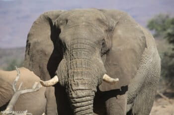 Elephant in Namibia. Photo credit: Rhett A. Butler